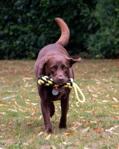Ancol Playtime Bumble Bee Ropey Plait Dog Toy