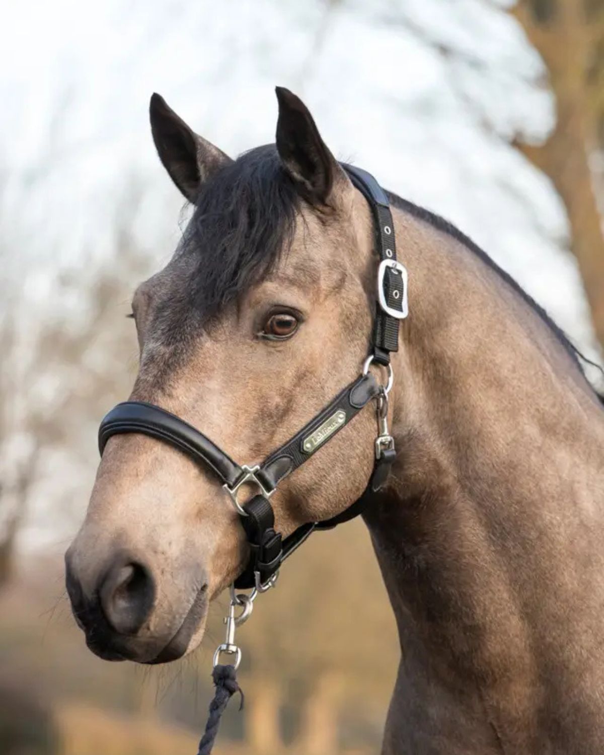 LeMieux Capella Headcollar Black