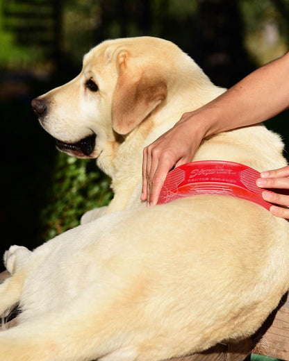 Labrador Getting Groomed with StripHair Gentle Groomer | Dog Grooming, Pet Care, Hair Removal