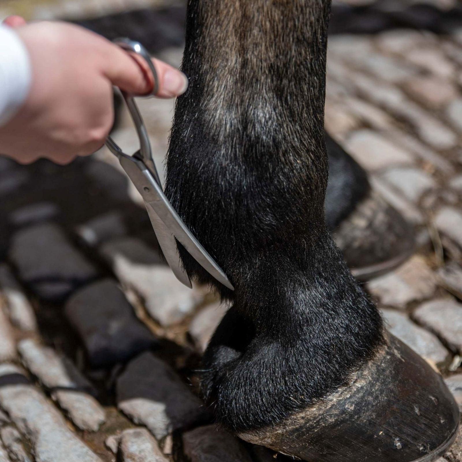 Horse Fetlock Trimming: Smart Grooming Curved Scissors in Action - Professional Equine Grooming