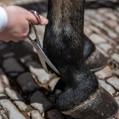 Horse Fetlock Trimming: Smart Grooming Curved Scissors in Action - Professional Equine Grooming
