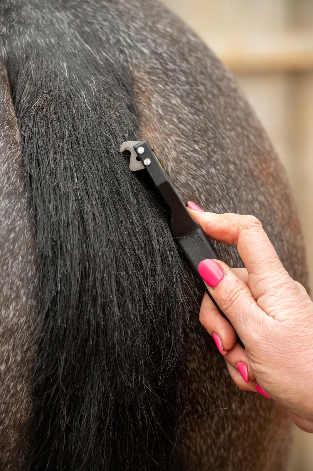 Horse Tail Thinning with Smart Tails Rake - Professional Grooming Tool for a Pulled Look