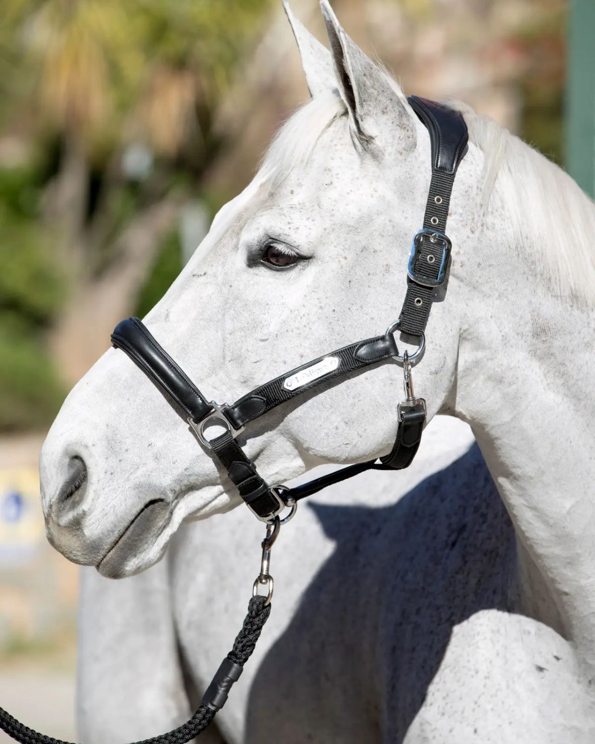 LeMieux Capella Headcollar Black