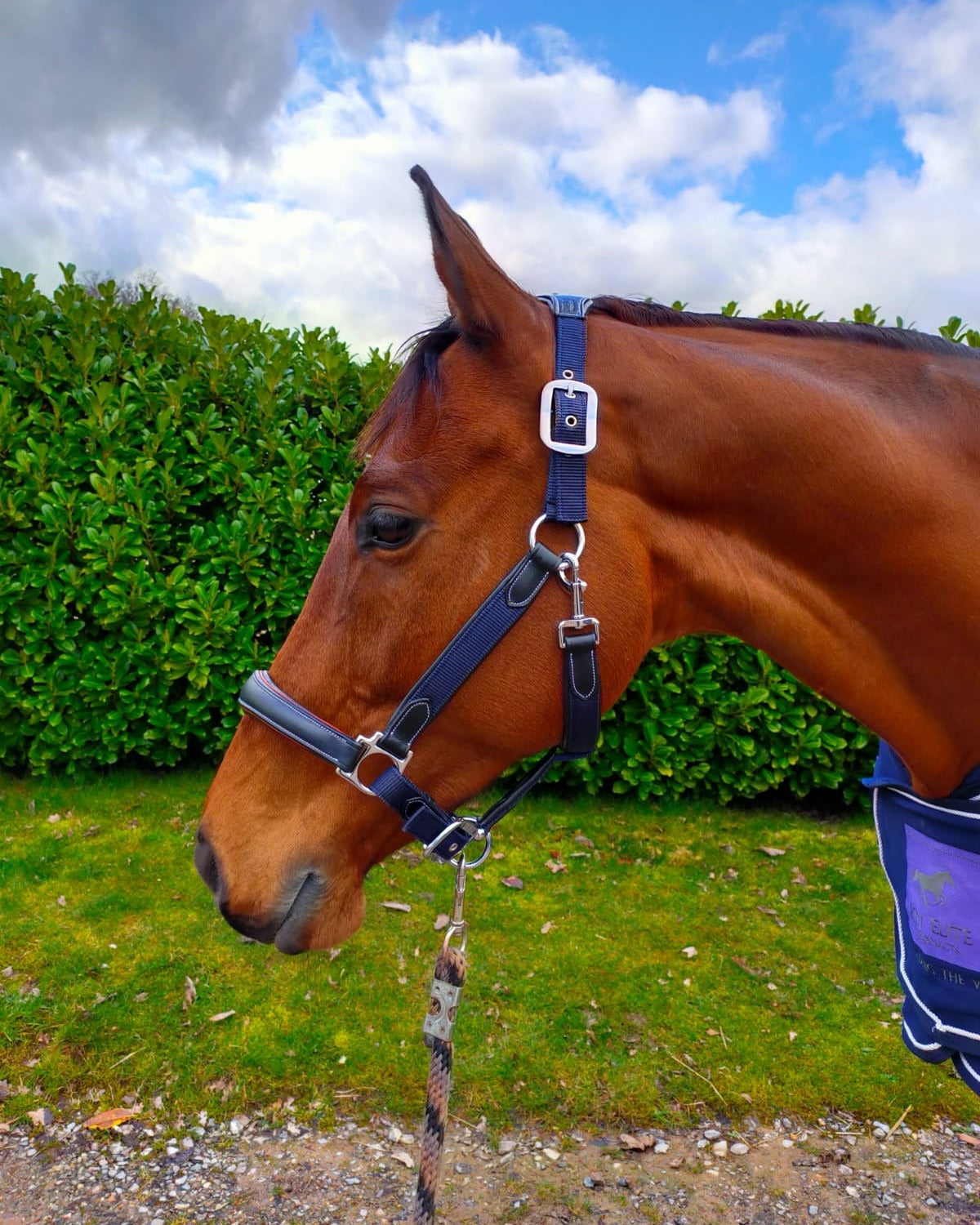 KM Elite Leather Webbing Headcollar Navy Contrast Black Leather