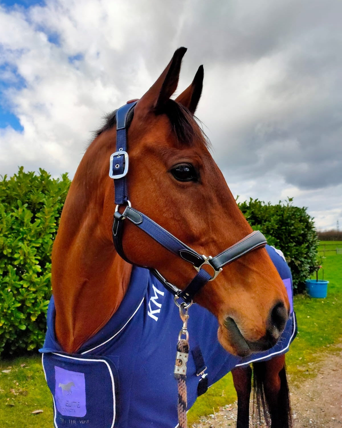 KM Elite Leather Webbing Headcollar Navy Contrast Black Leather