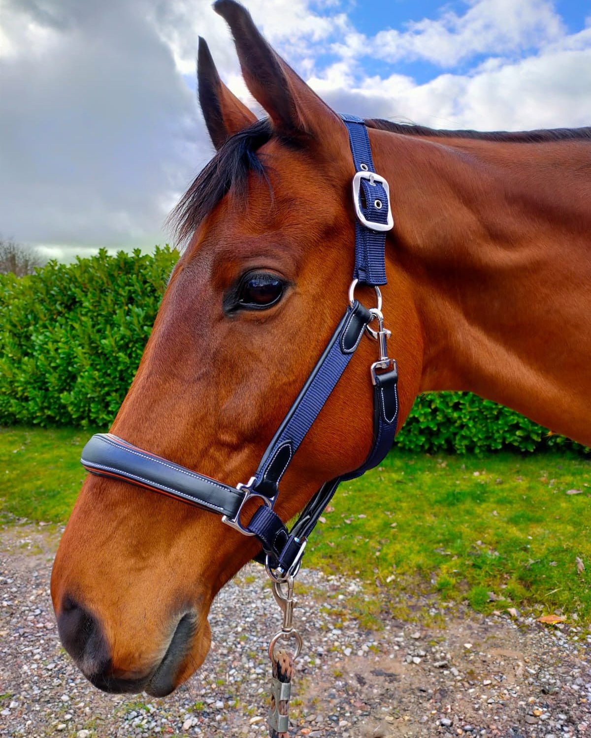 KM Elite Leather Webbing Headcollar Navy Contrast Black Leather