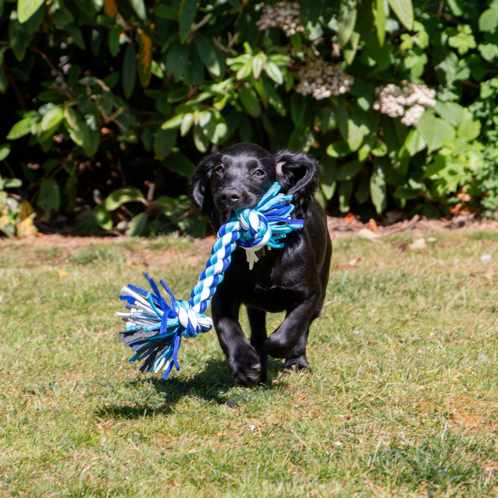 Happy Black Retriever Puppy with Eco-Friendly Rope Toy Running on Grass in Sunlight.