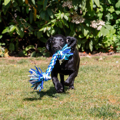 Happy Black Retriever Puppy with Eco-Friendly Rope Toy Running on Grass in Sunlight.
