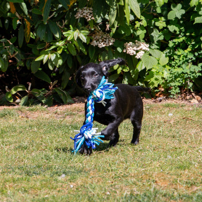 Black Labrador puppy playing with blue & white rope toy - Equiflair