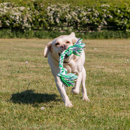 Happy Labrador dog playing fetch with a green and white Ancol rope toy in a grassy field.