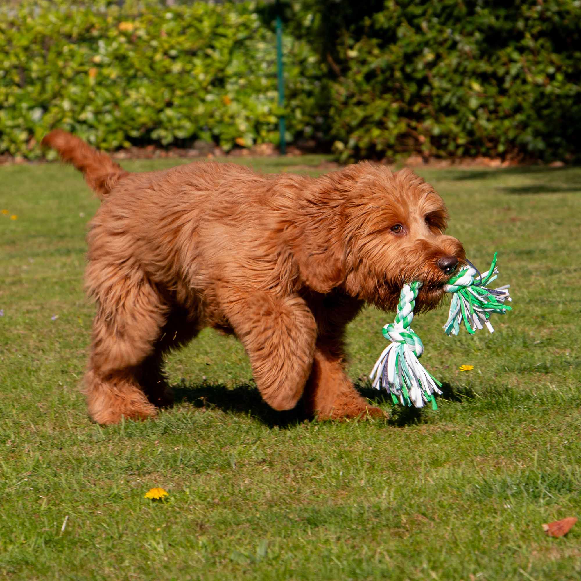Cockapoo puppy playing with Ancol Multicoloured Rope Toy on grass. Dog Chew Toy for Dental Health
