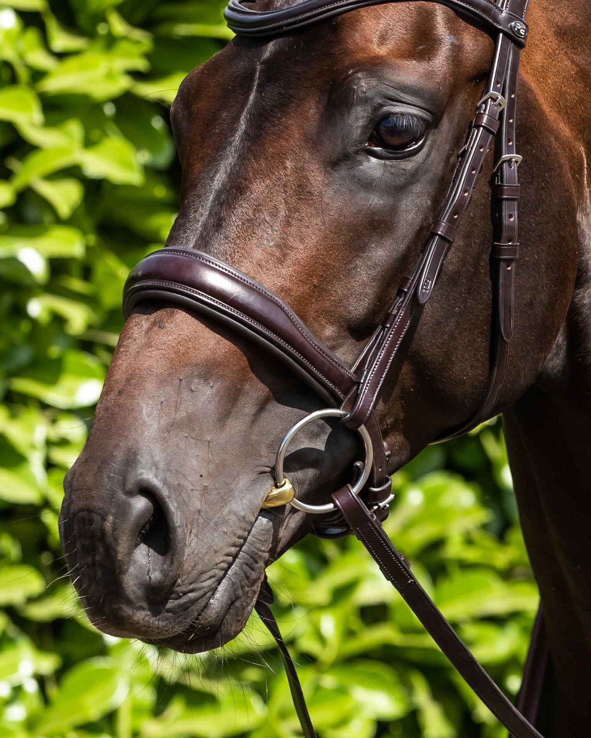 Horse wearing Premier Equine brass alloy training bit. Close-up of bridle and bit. Equiflair.