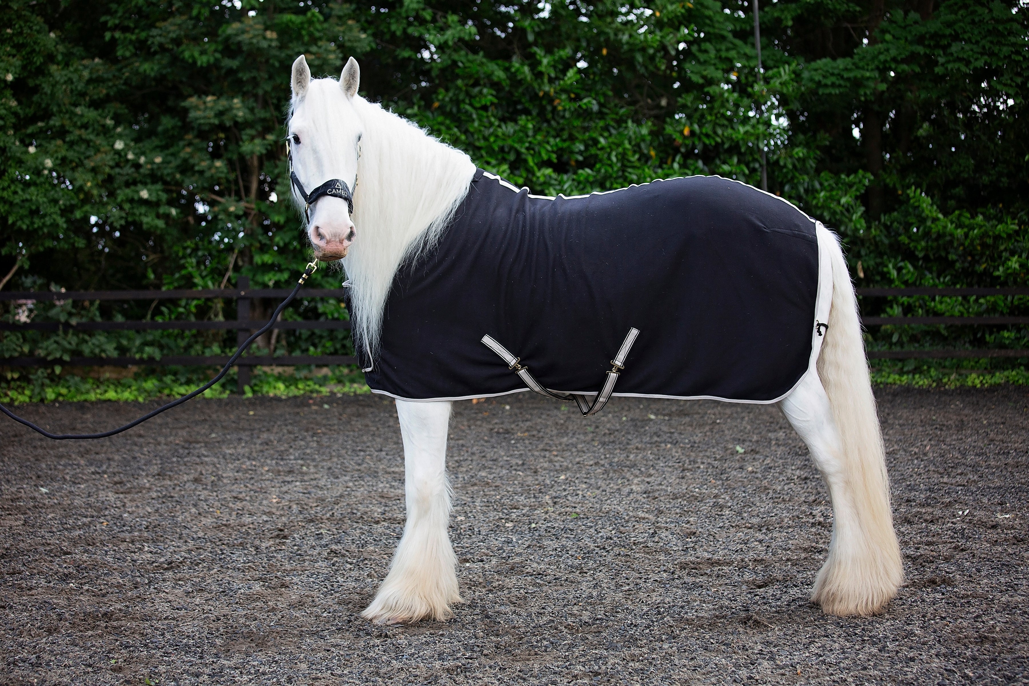 CAMEO Elevate Black Show Rug - Equiflair Horse Rug, Fleece Blanket, Show Ready