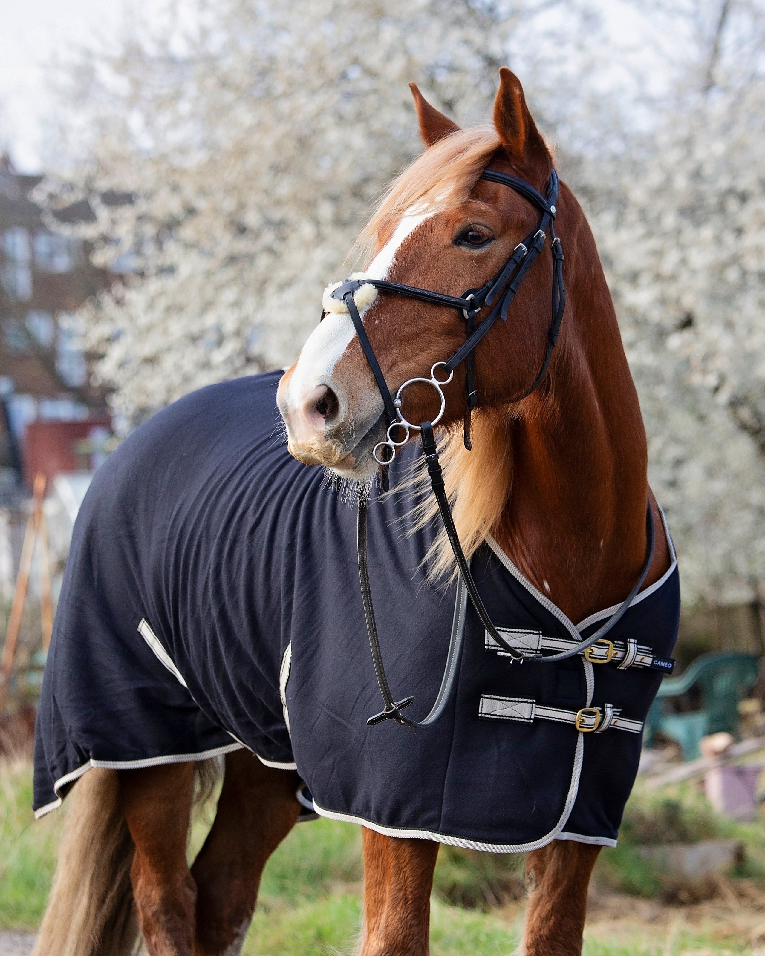 Chestnut Horse in CAMEO Fleece Rug by Equiflair - Adjustable Straps, Cooler, Travel Rug.