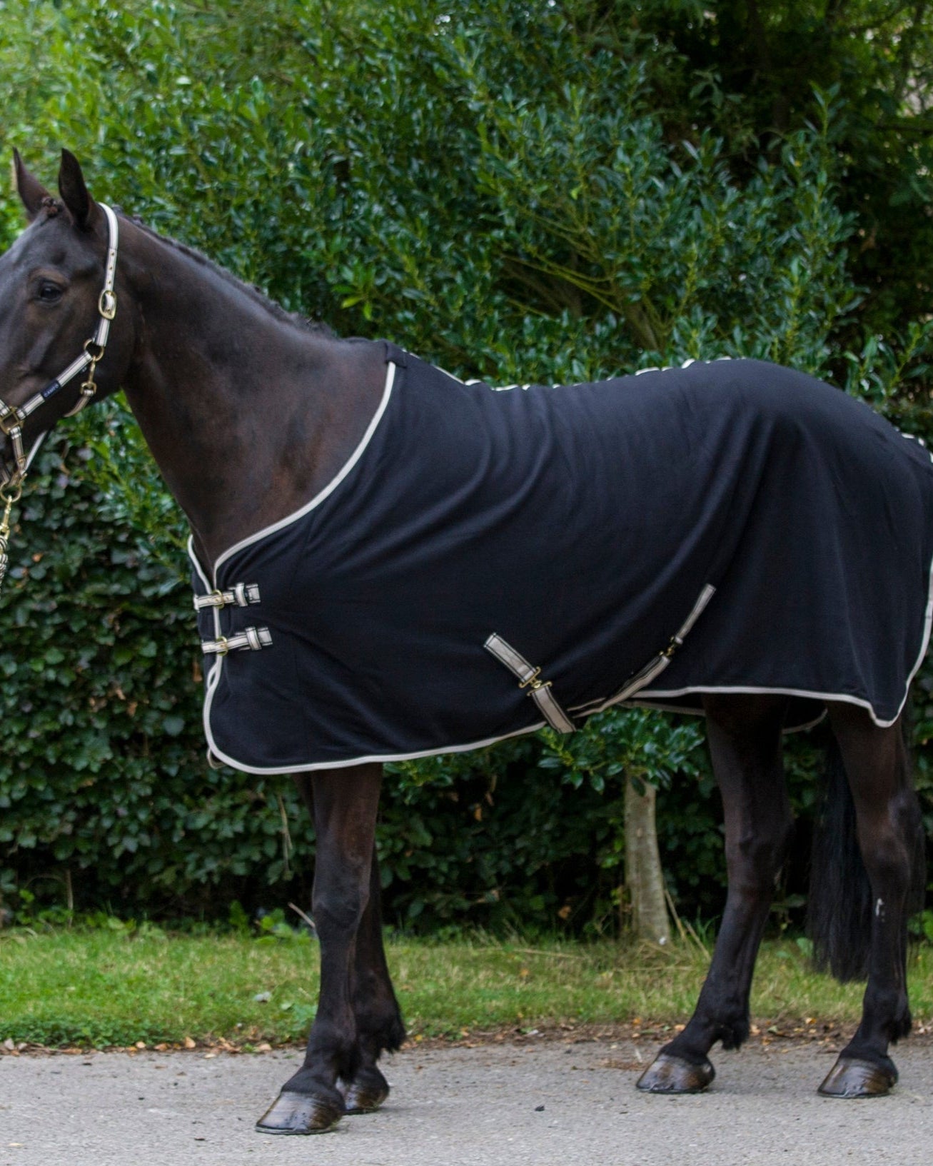 Black Cameo Fleece Rug on Horse | Equiflair Horsewear | Versatile, Comfortable Horse Rug