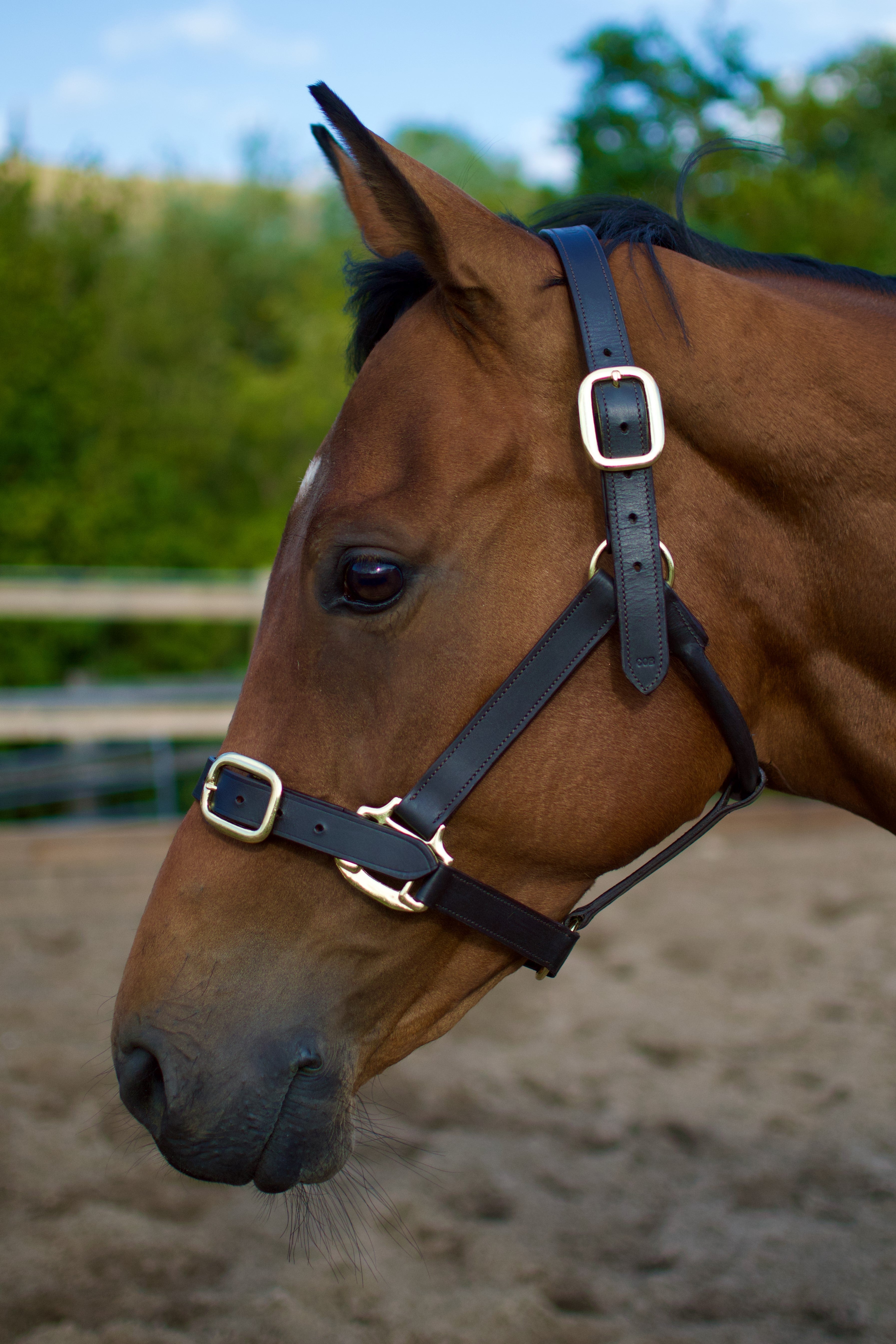 CAMEO LEATHER HEADCOLLAR BLACK Horse Headcollar by Equiflair- Premium Leather Headcollar