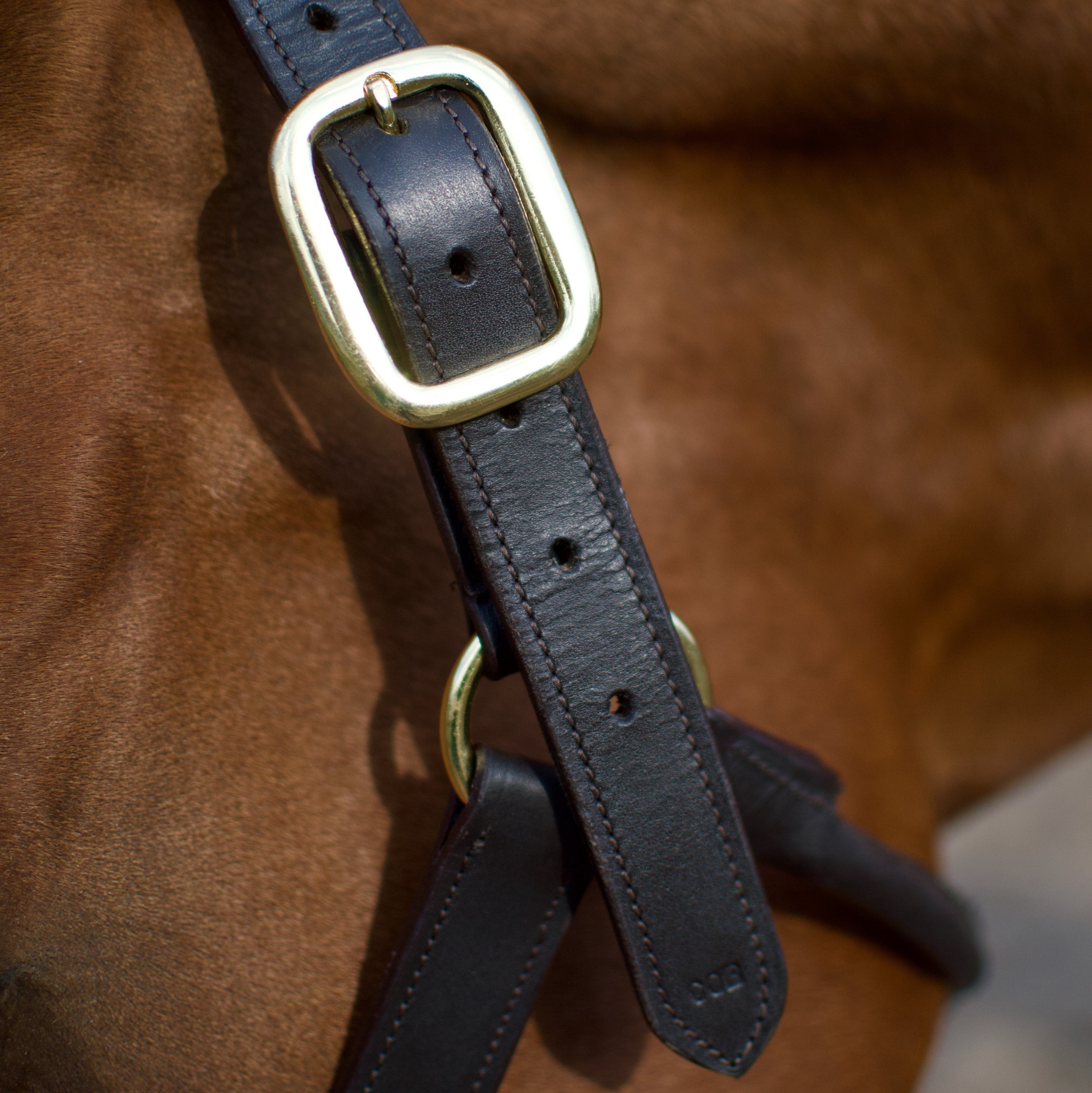 CAMEO Leather Headcollar Black - Equiflair: Premium horse headcollar with brass fittings. Adjustable nose and poll.