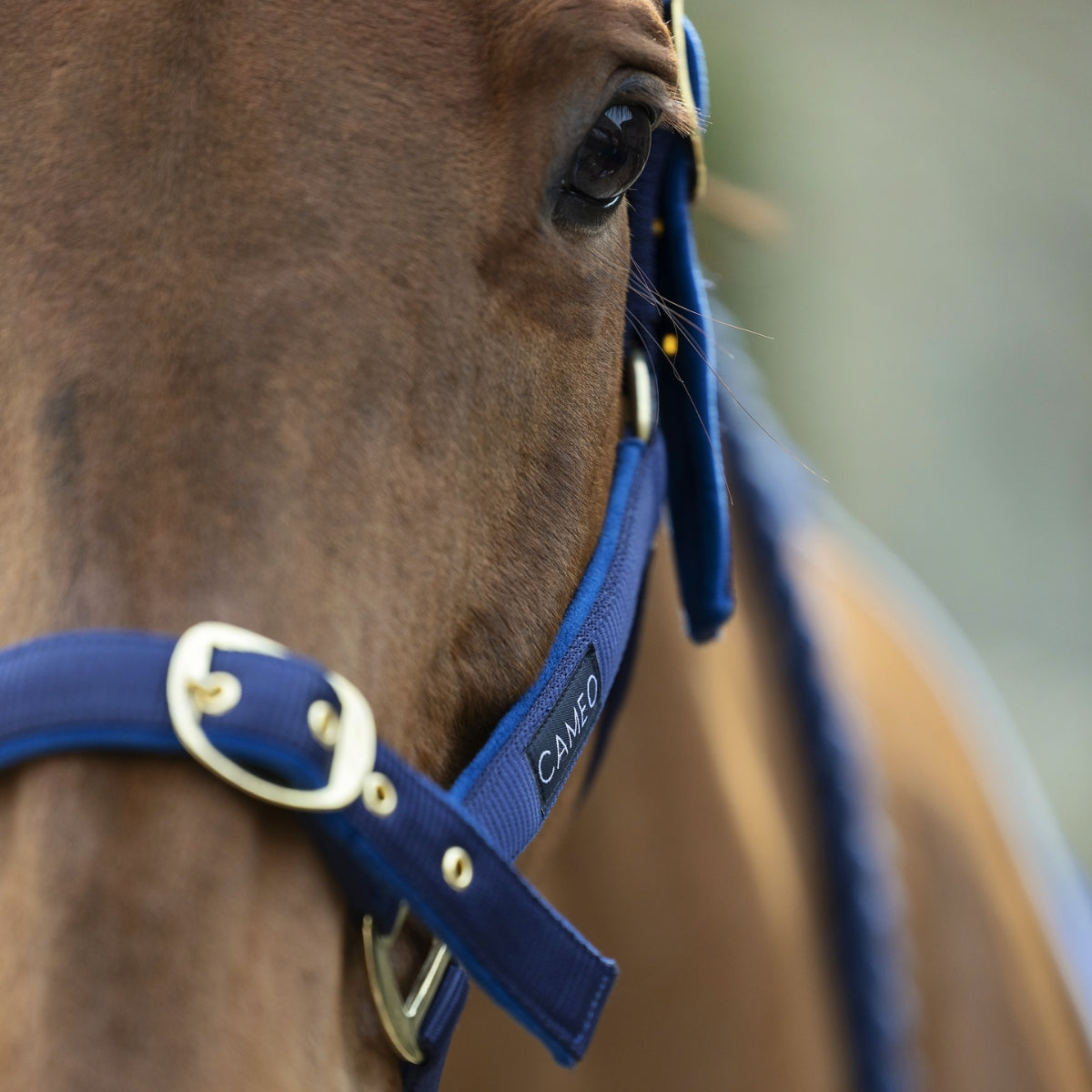 Close-up: Horse wearing CAMEO blue headcollar with brassed fittings, focus on comfort and style.