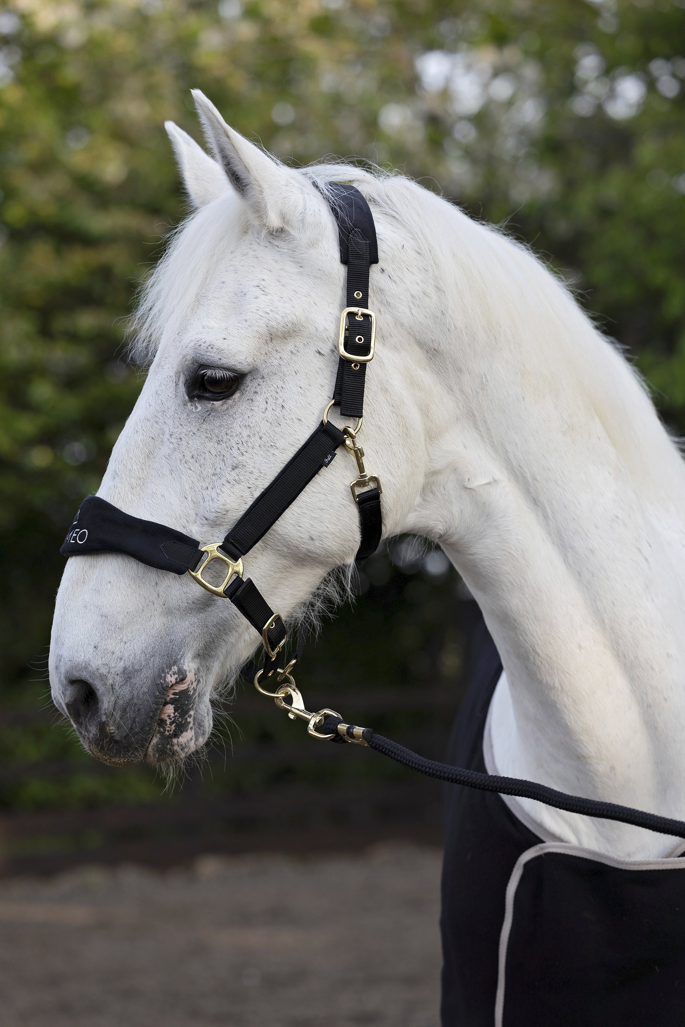 White Horse in CAMEO SUEDE ELITE Headcollar & Leadrope Black - Equiflair. Stylish equestrian headwear for optimal comfort and control