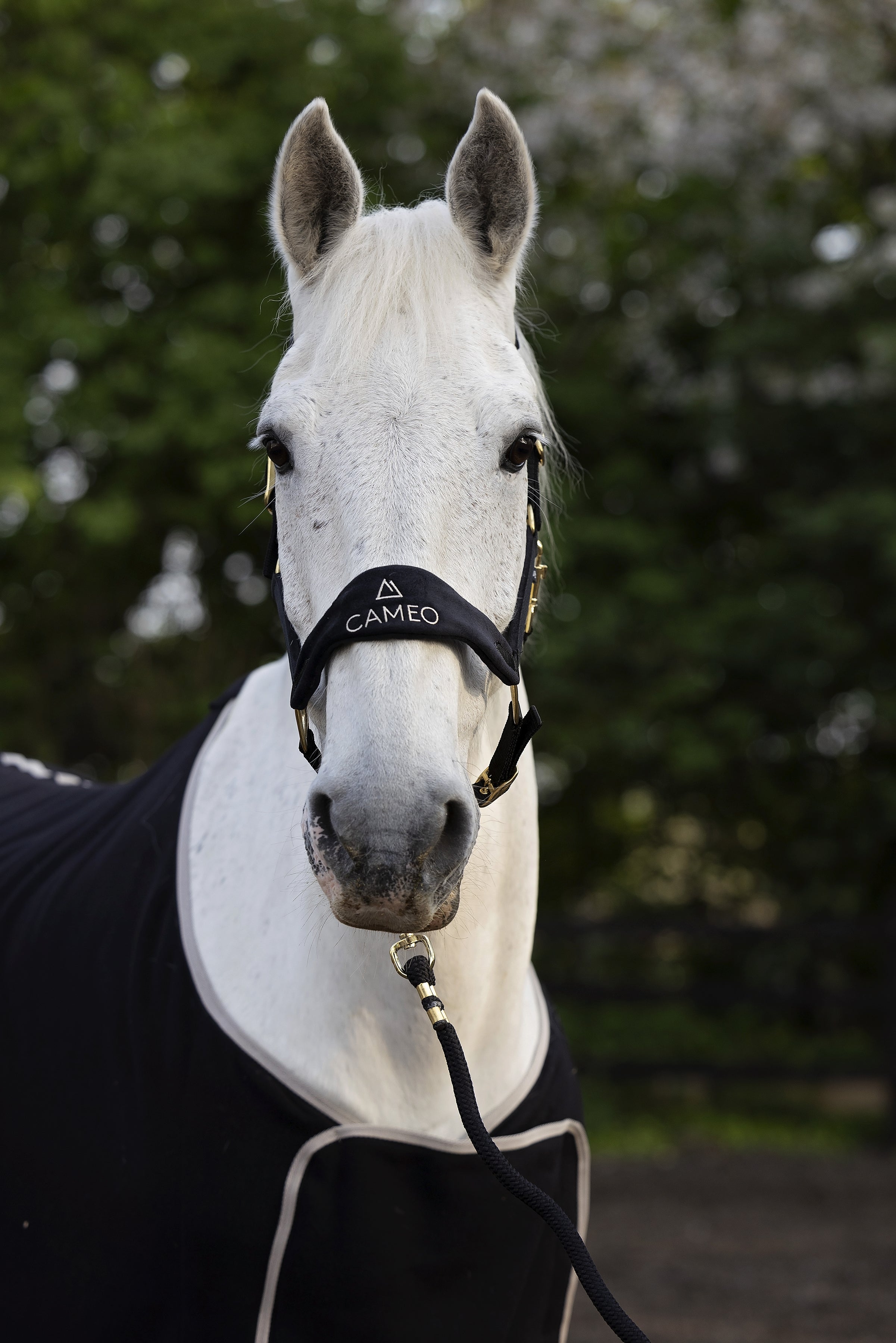 White Horse Wearing CAMEO Suede Elite Black Headcollar & Leadrope from Equiflair