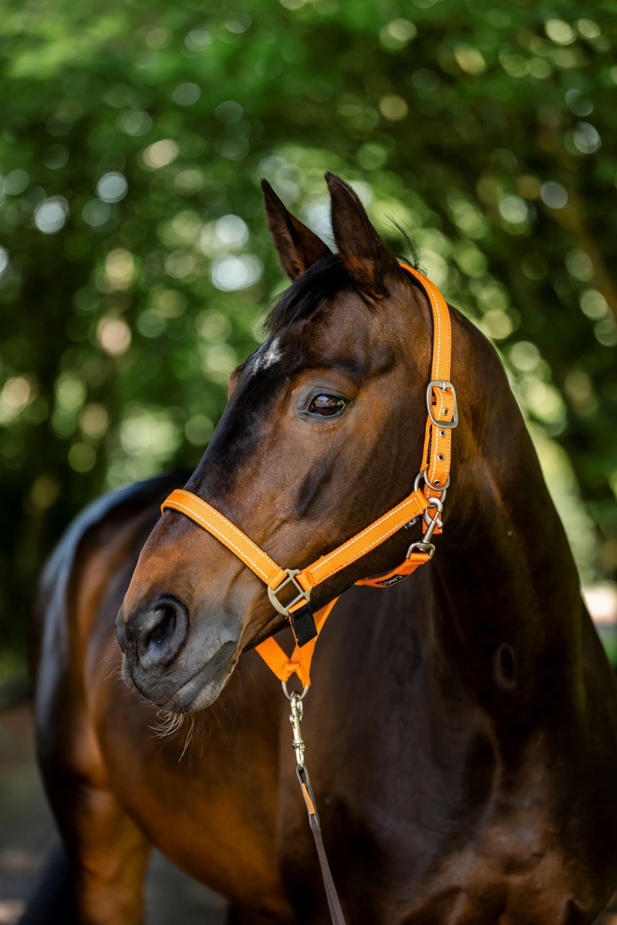 CAMEO Safety Headcollar Orange Reflective: Horse Headcollar for Field Safety with Breakpoint. Shop Equiflair