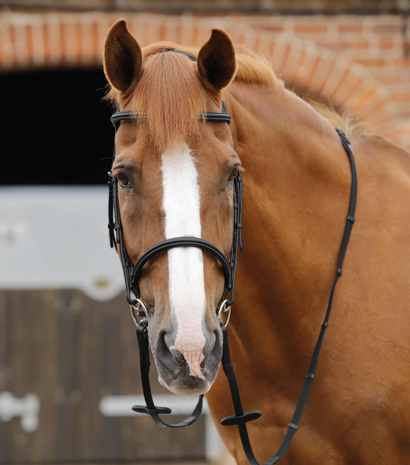 Premier Equine Caloveto Web Reins Black