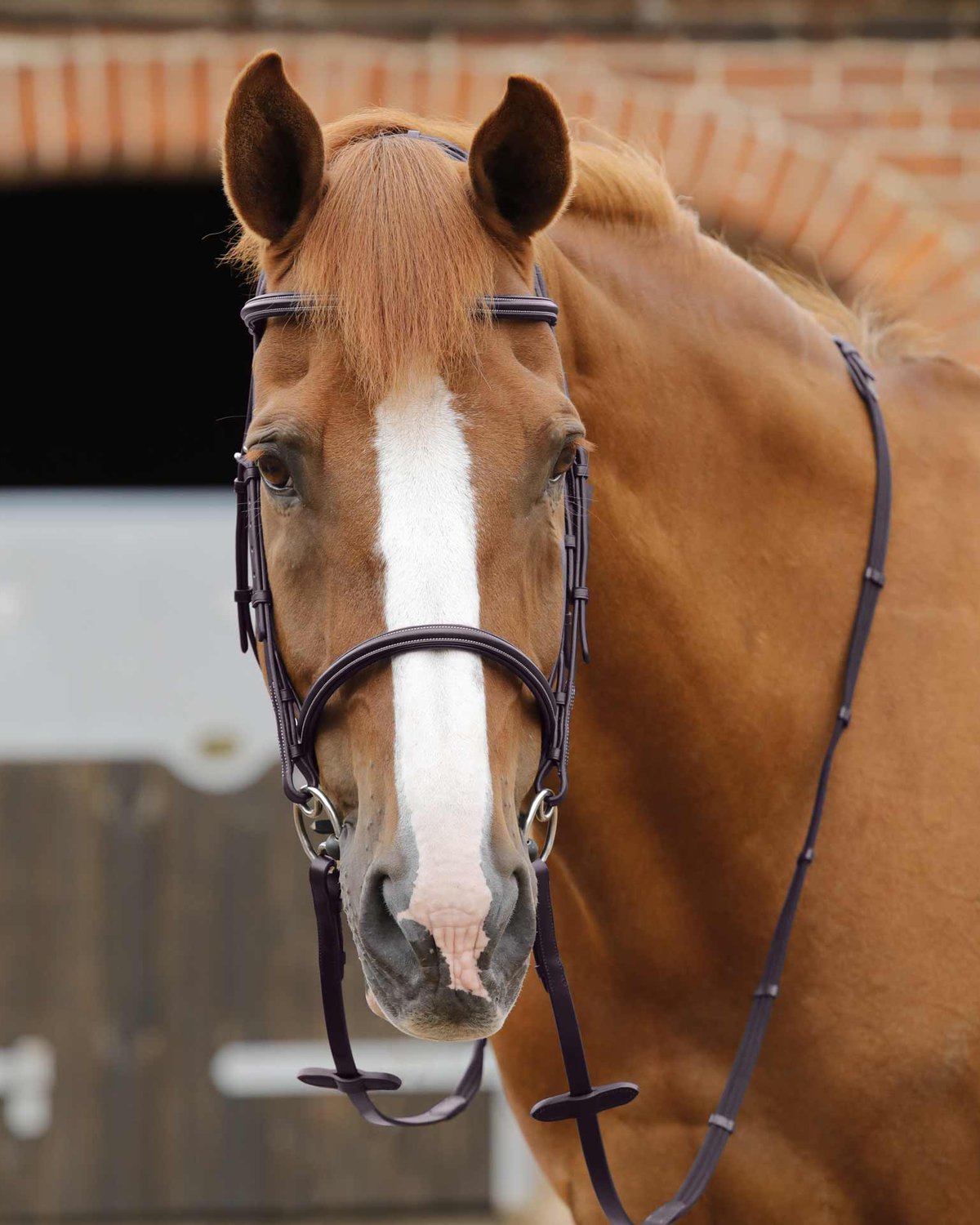 Premier Equine Caloveto Web Reins Brown