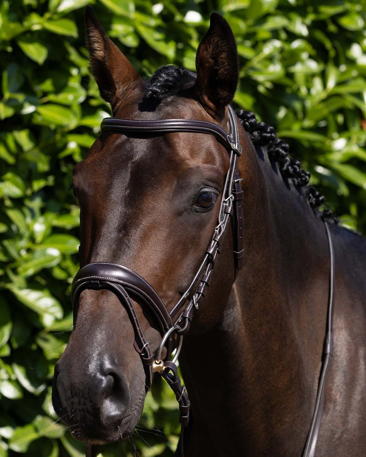 Premier Equine Cassano Snaffle Bridle Brown: High-quality Italian leather horse bridle with contrast stitching for equestrians.