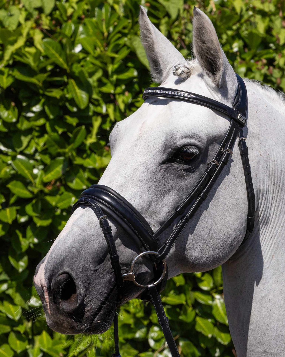 White horse wearing black PREMIER EQUINE CASTELLO Anatomical Bridle. Comfortable design, premium Italian leather, for enhanced performance.