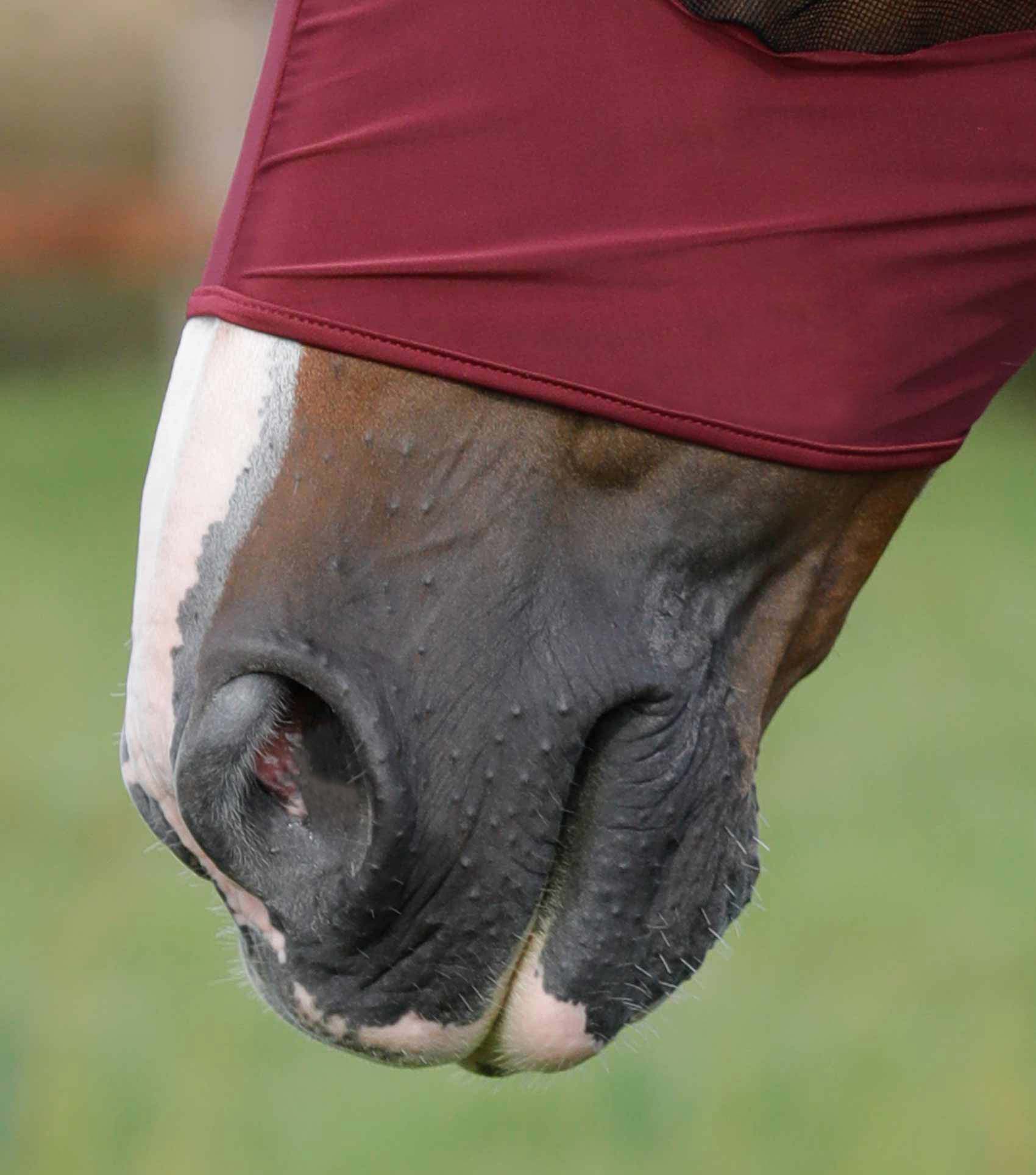 Close-up: Horse wearing Premier Equine wine-colored Lycra fly mask for insect protection. Comfortable, breathable equine headgear.