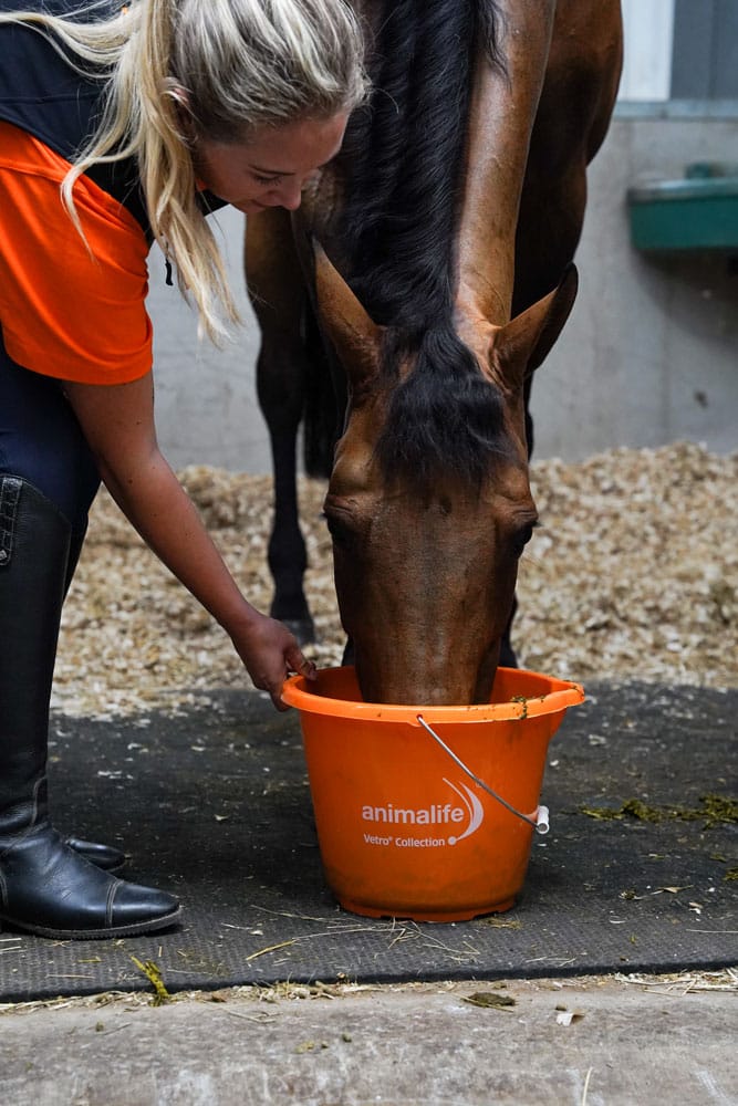 Feeding Horse ANIMALIFE: Woman with Horse & Supplement Bucket in Stable. Horse Care, Nutrition.
