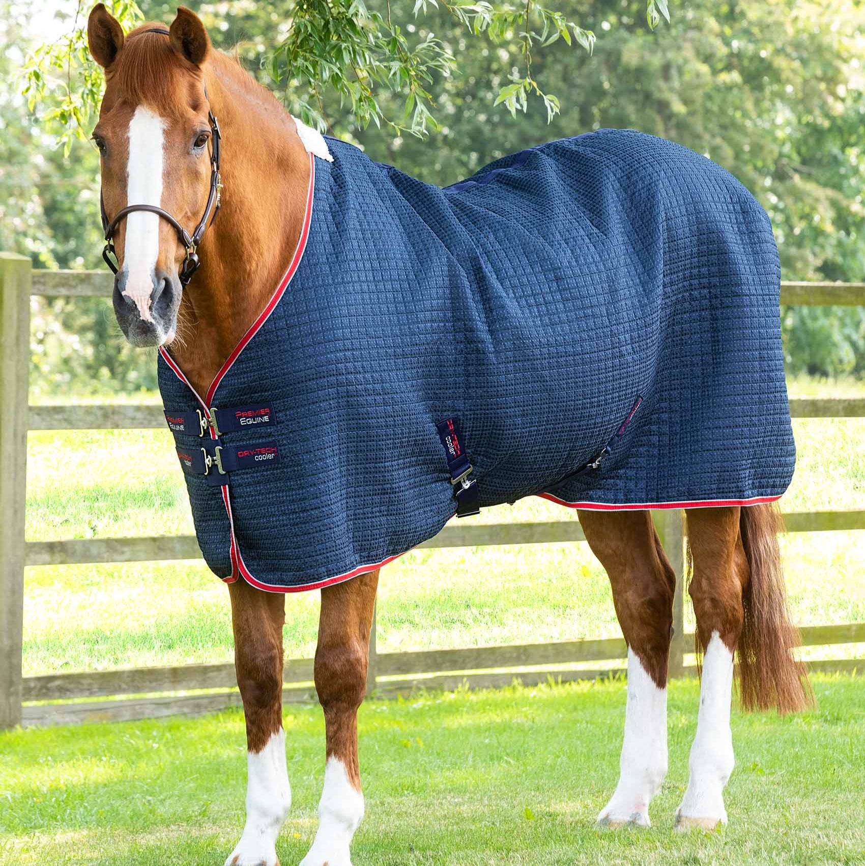 PREMIER EQUINE DRY-TECH HORSE COOLER RUG NAVY on Horse, Dry-Tech Cooler Rug, Horse Rugs, Equiflair