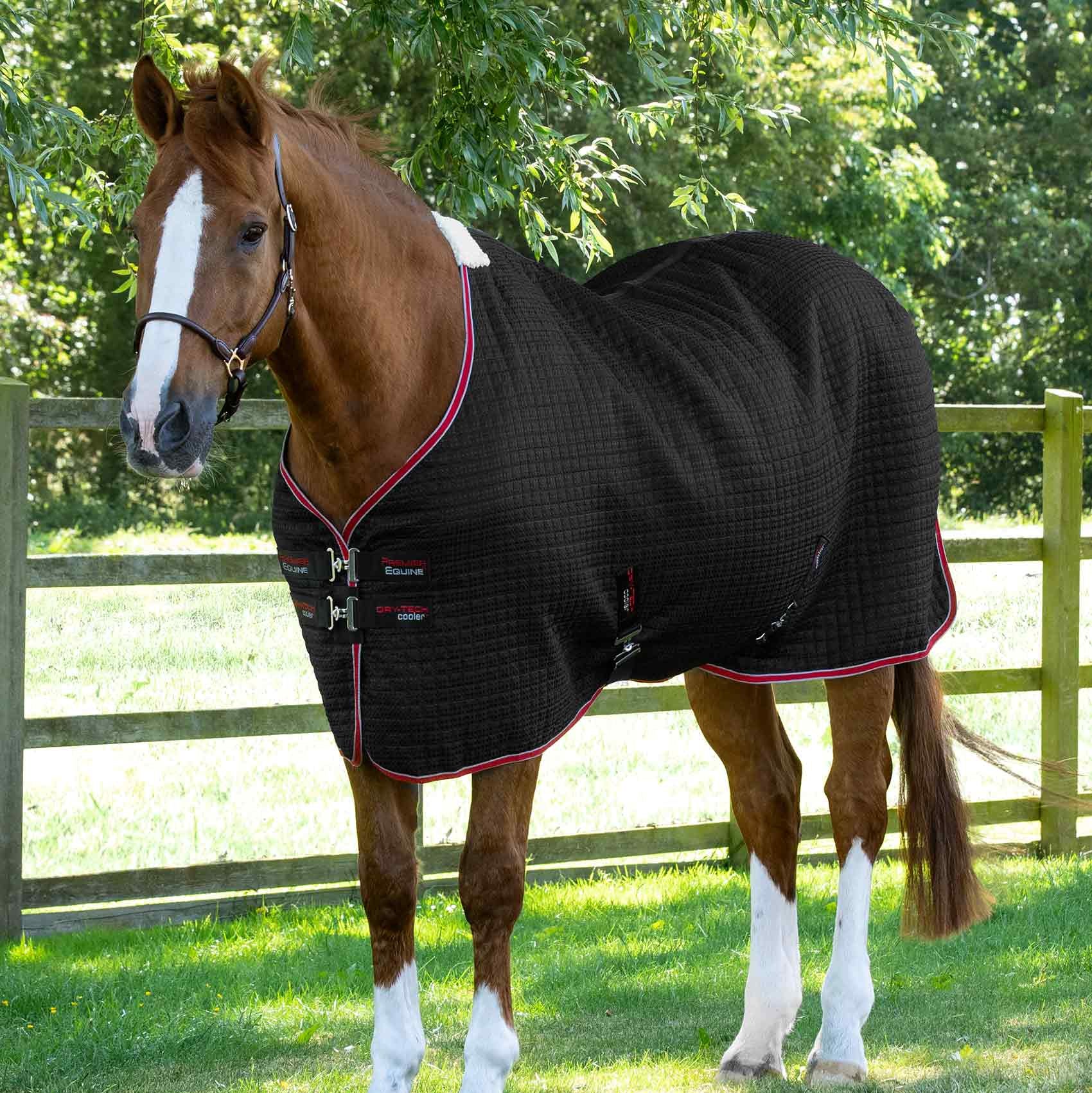 Chestnut Horse Wearing Black Premier Equine Dry-Tech Cooler Rug. Breathable Horse Blanket.