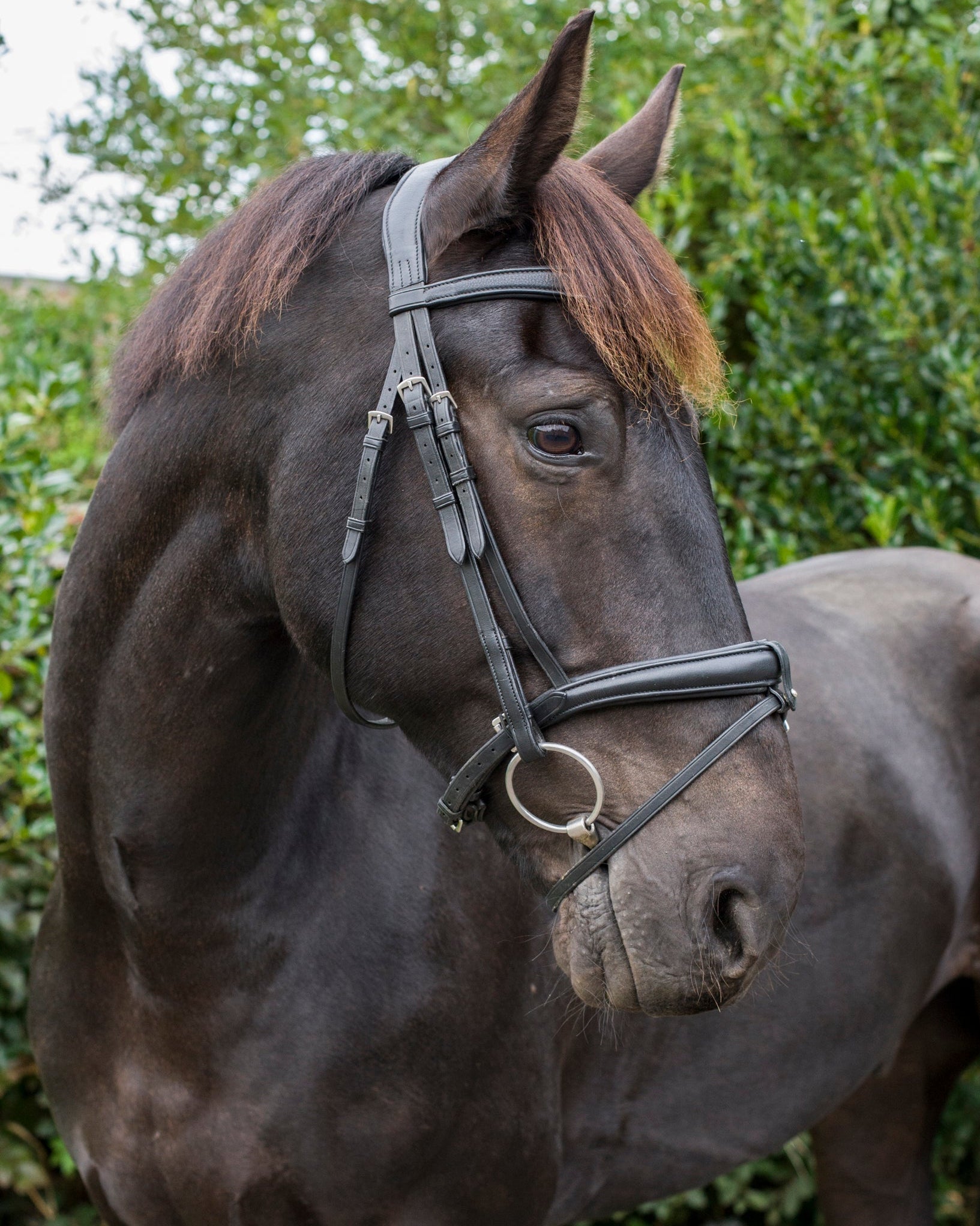 Ecorider SuperLux Bridle