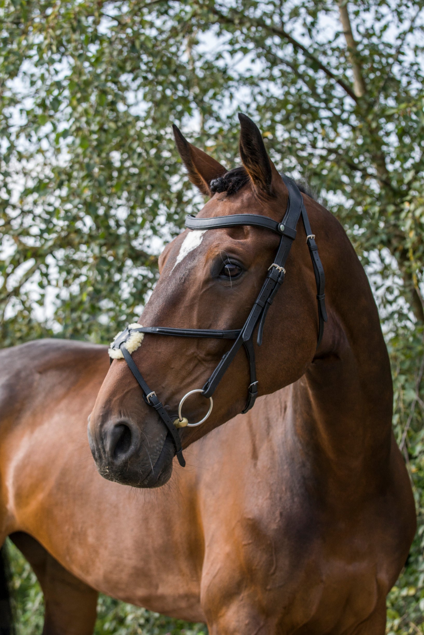 Ecorider Freedom Grackle Bridle Black