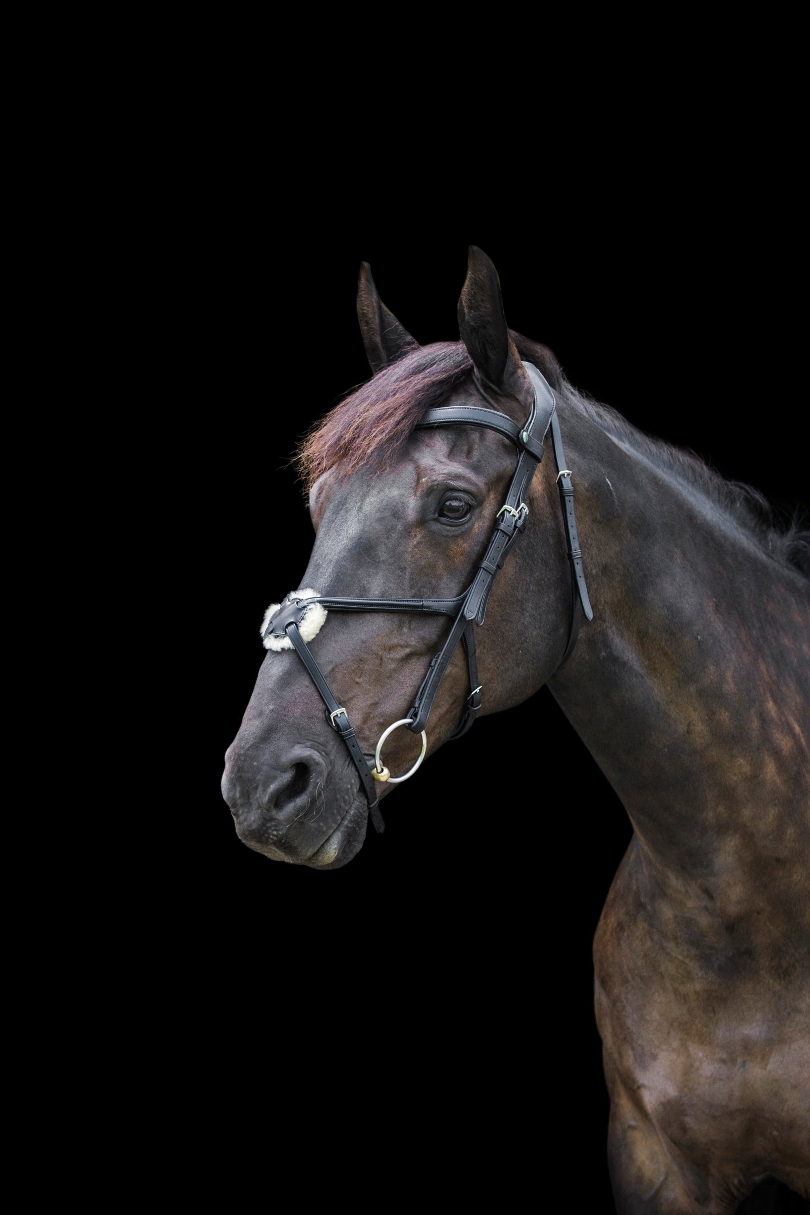 ECORIDER Freedom Grackle Bridle Black - Horse Bridle Equiflair