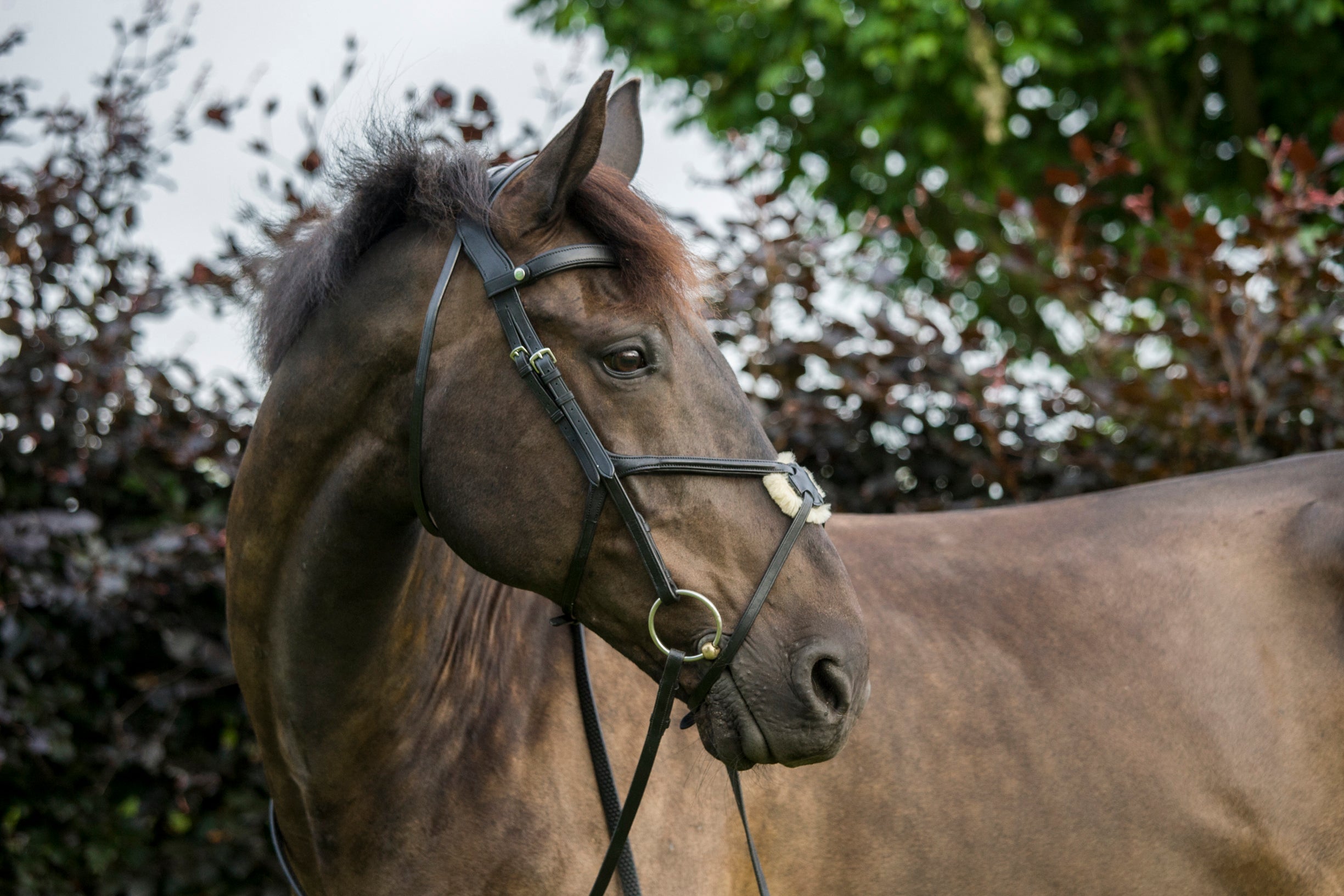 Brown Horse with Equiflair's CAMEO SUPERLUX Grackle Bridle. Soft Leather Bridle.  Equiflair.