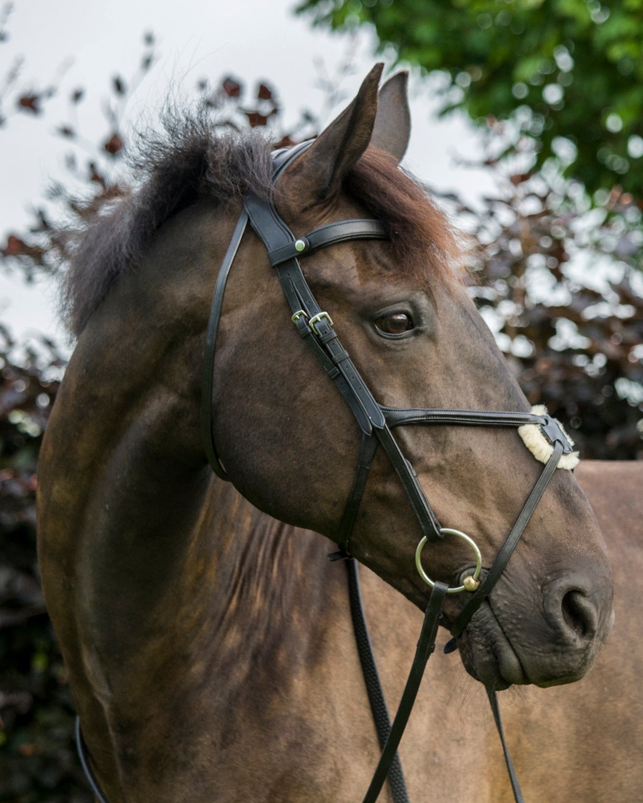 ECORIDER FREEDOM GRACKLE BRIDLE Black - Premium Leather Horse Bridle | Equiflair