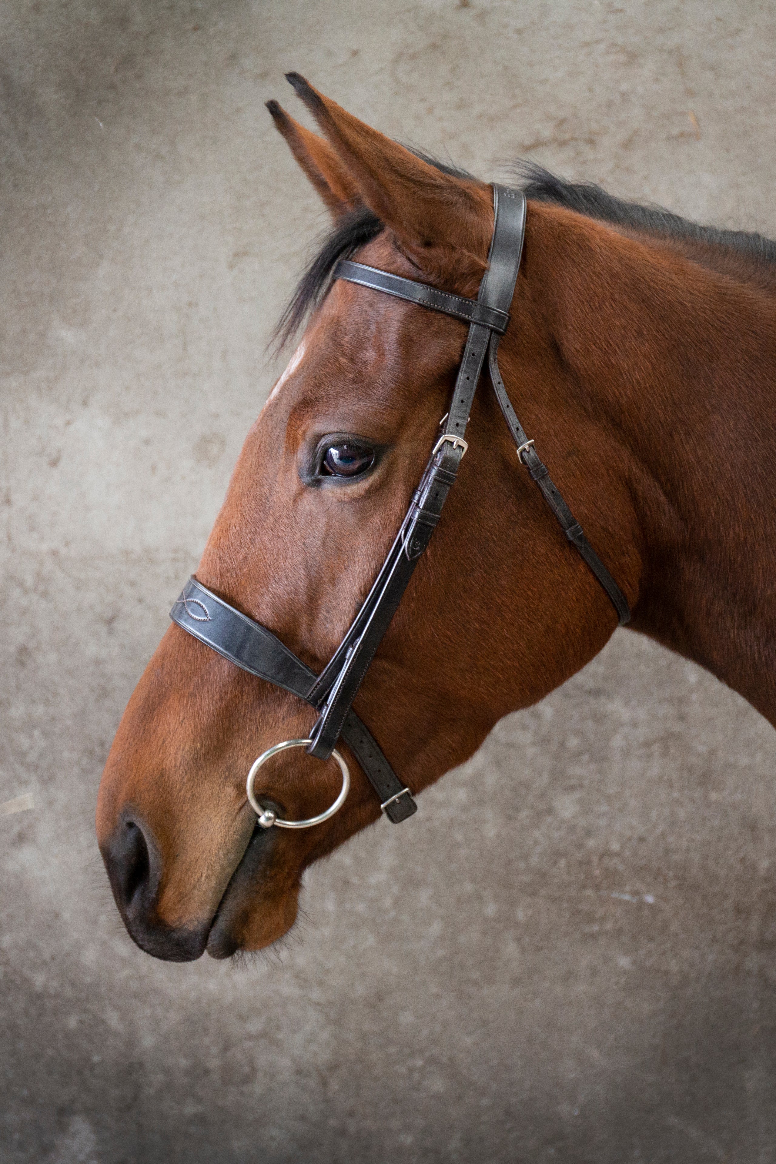 Ecorider Classic Show Bridle Brown