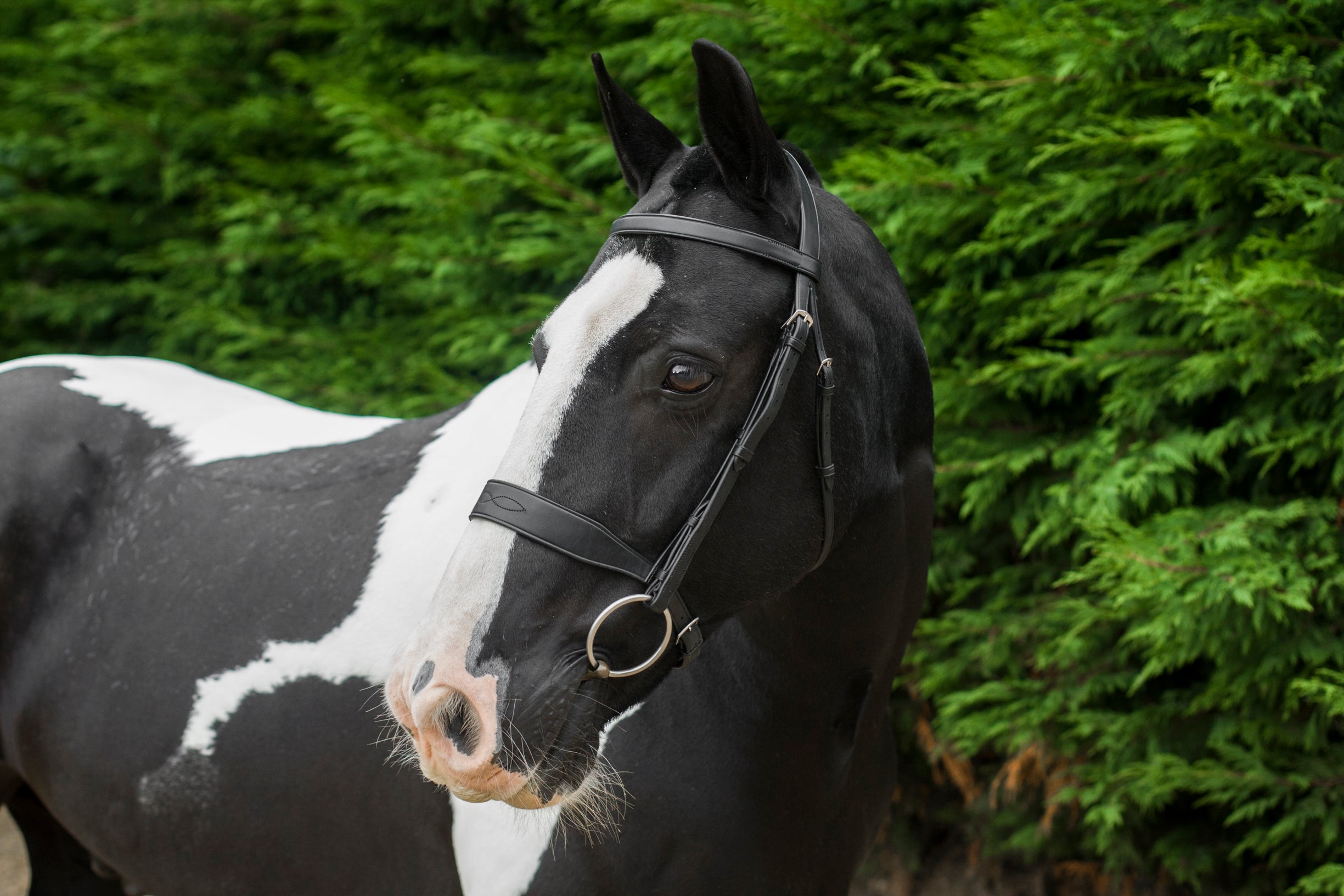 Black and white horse wearing a classic black ECORIDER show bridle, available at Equiflair.