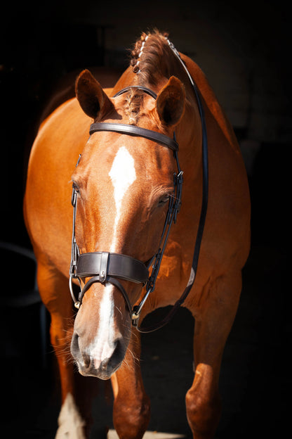 Chestnut Horse with ECORIDER Classic Show Bridle - Equestrian Portrait