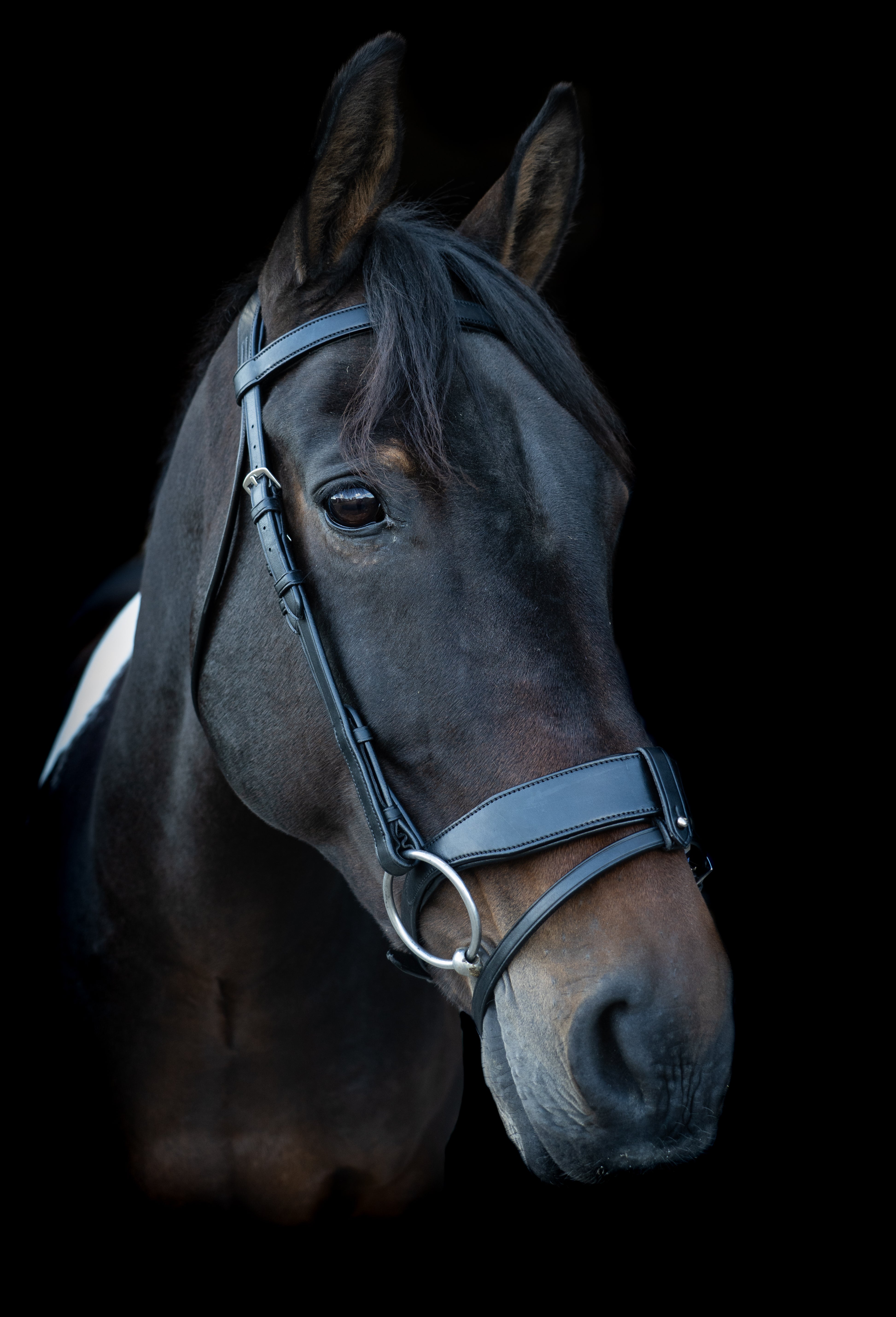 Ecorider Classic Show Comfort Bridle Black