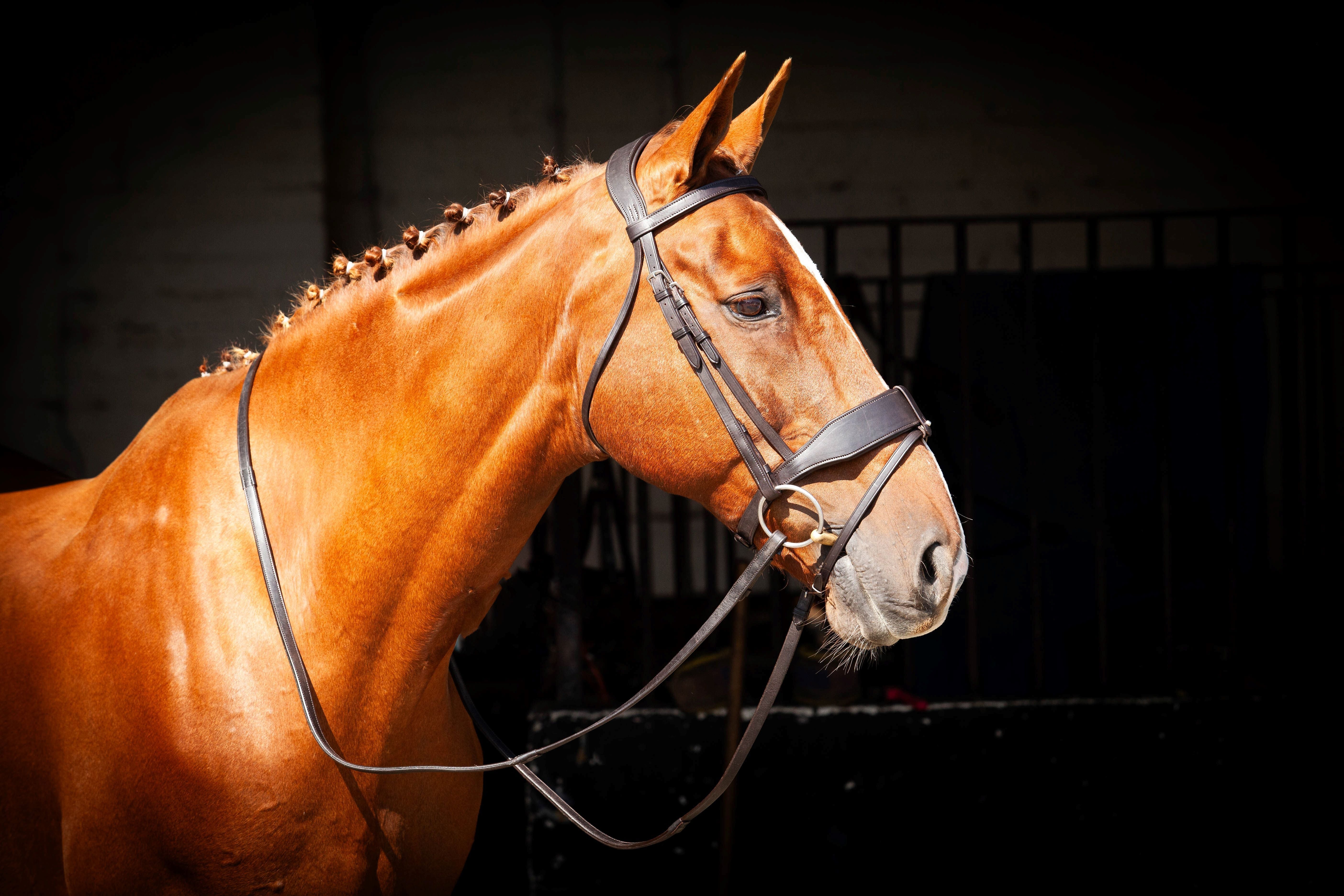 Chestnut Horse with Brown Leather ECORIDER Bridle: Classic Show Comfort Bridle