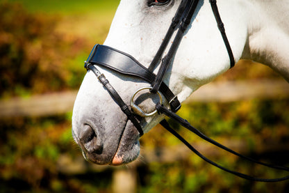 Grey Horse Wearing a Black Leather Bridle
