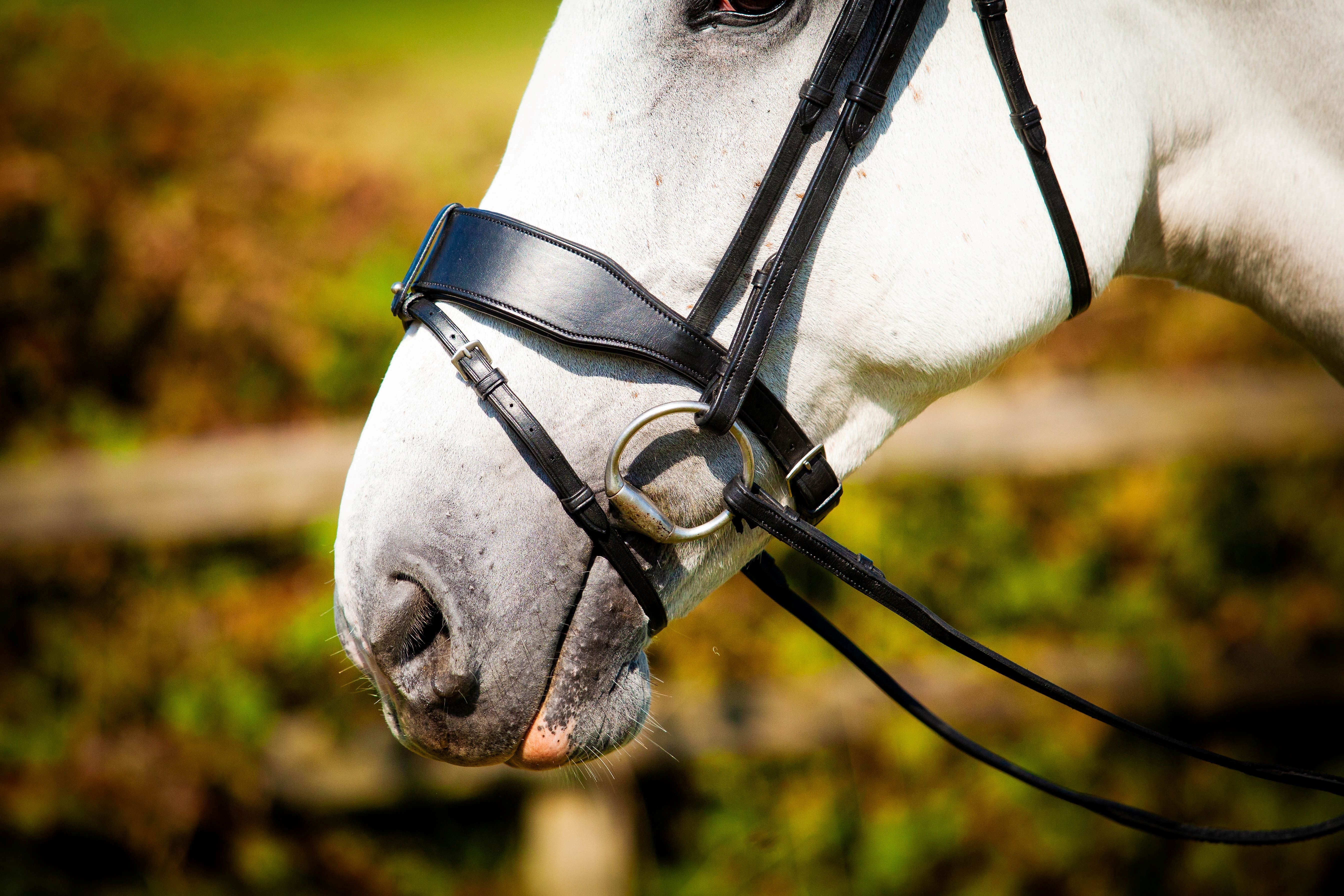 Grey Horse Wearing a Black Leather Bridle