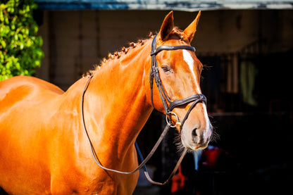 Chestnut Horse wearing ECORIDER Kilkenny V2.0 Black Bridle. Equiflair's premium leather bridle for ultimate horse comfort.
