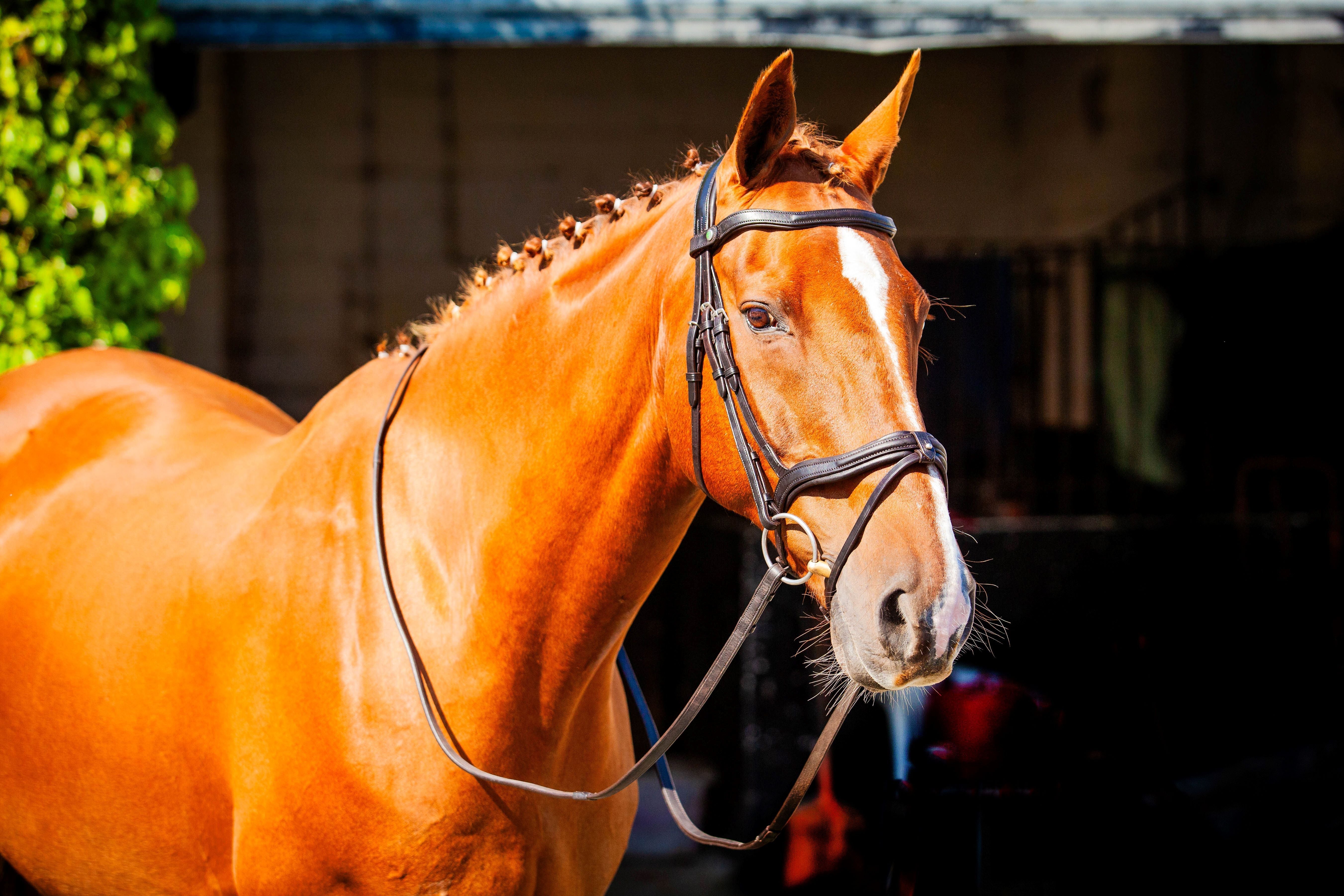 Chestnut Horse wearing ECORIDER Kilkenny V2.0 Black Bridle. Equiflair's premium leather bridle for ultimate horse comfort.