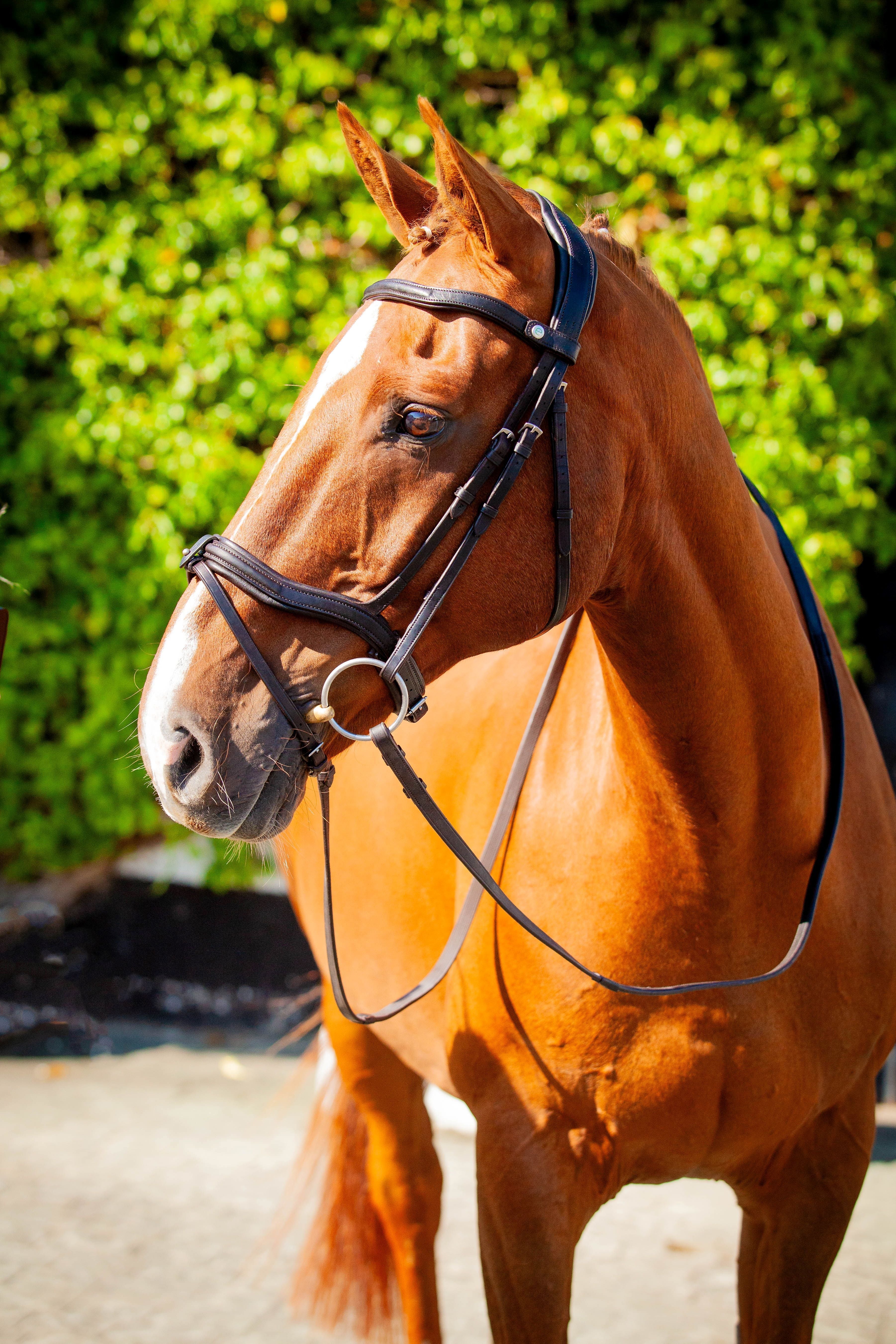 Brown horse wearing a black ECORIDER Kilkenny V2.0 leather bridle. Anatomical padded headpiece for comfort.