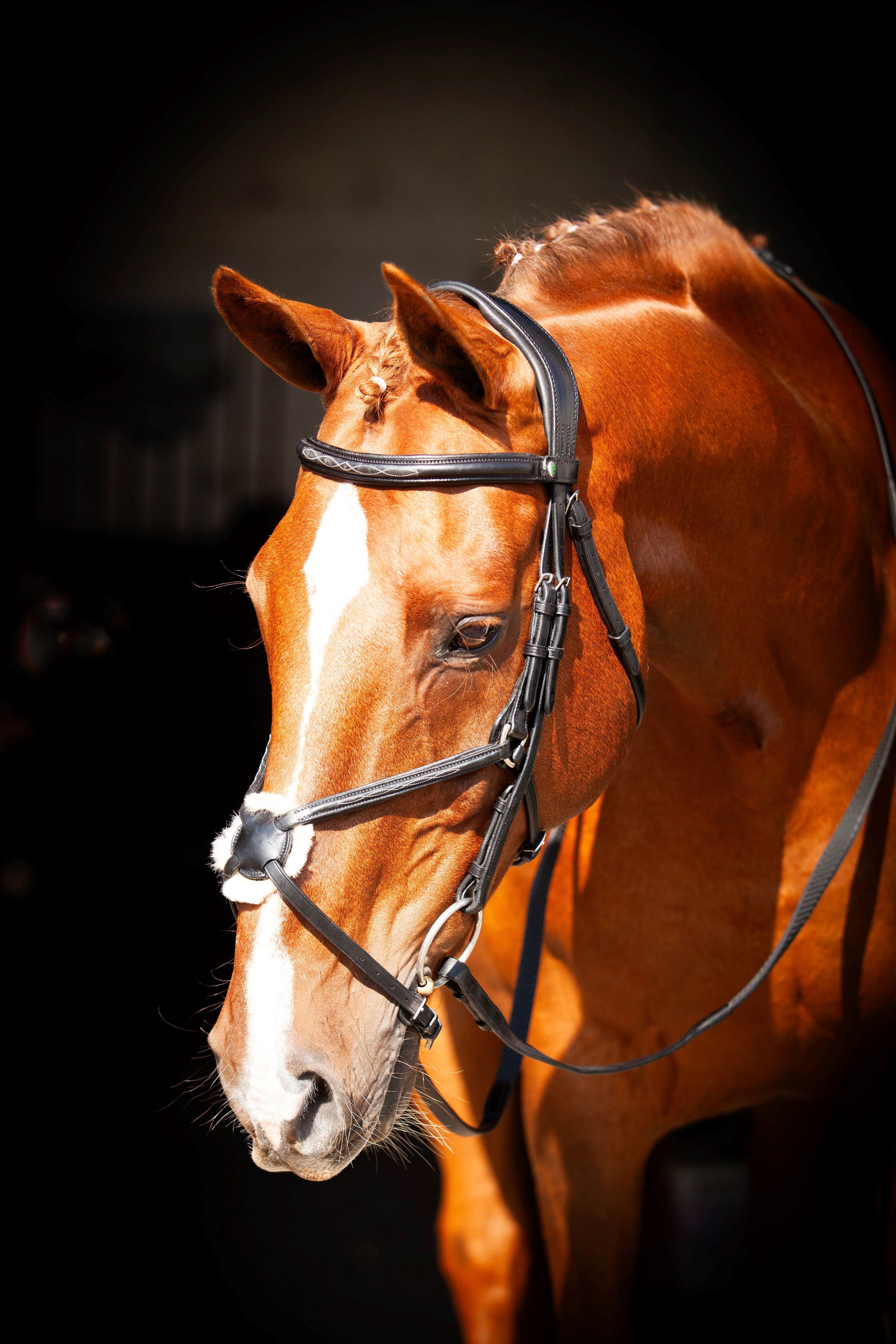 Ecorider Galway V2.0 Black Leather Horse Bridle: Close-up of Dressage Horse