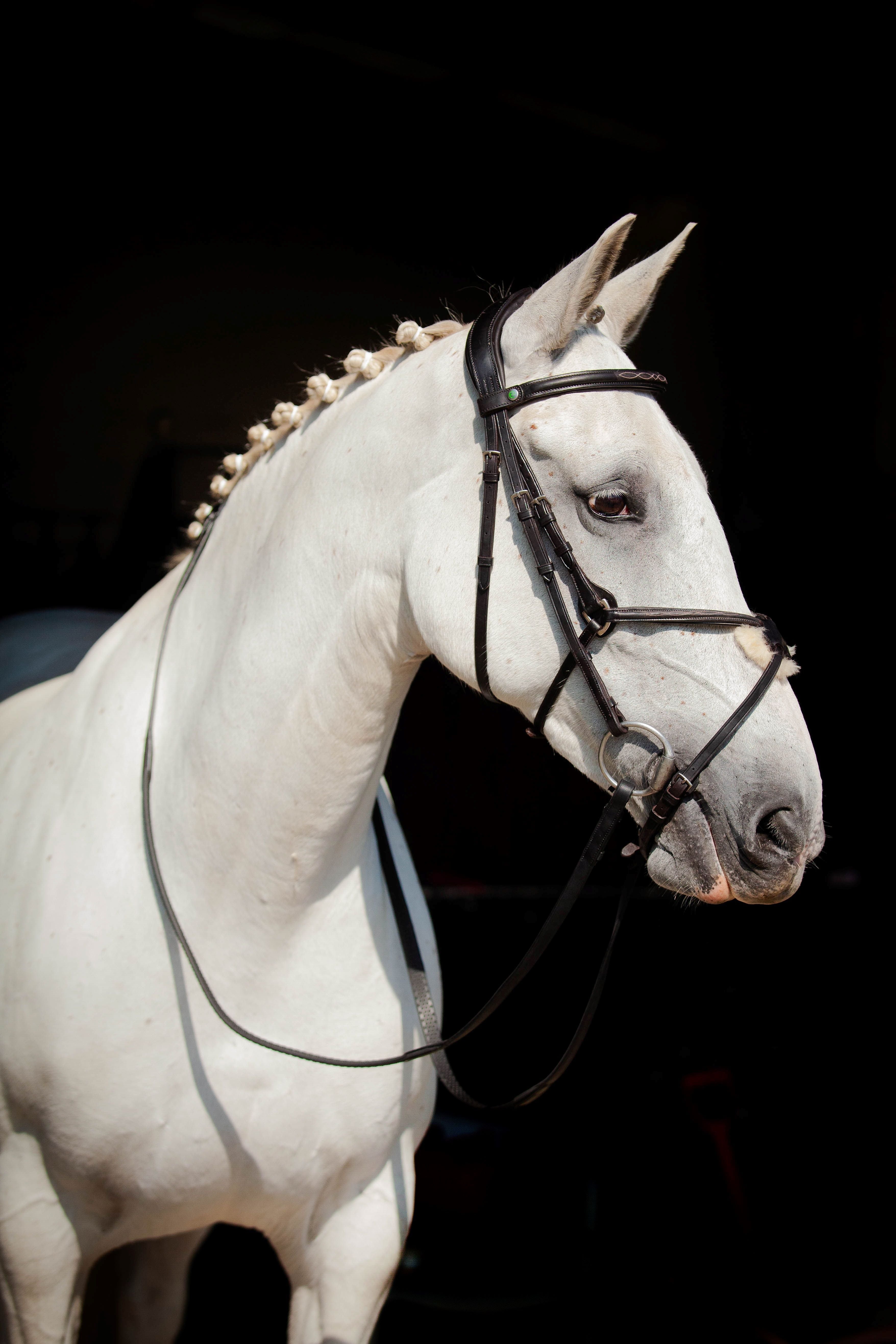 ECORIDER Galway V2.0 Black Bridle on White Horse - Equiflair Leather Horse Riding Equipment